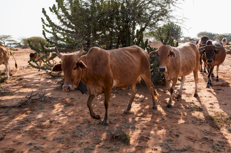 Nigerijos Zamfaros valstija siūlo banditams karves už AK-47