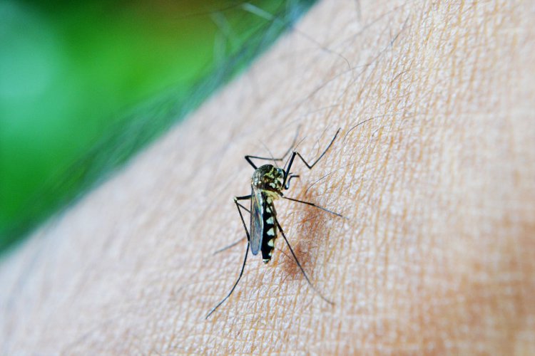 Minime pasaulinę maliarijos dieną